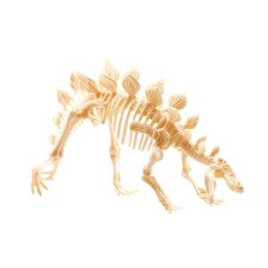 Stegosaurus Fossil Excavation